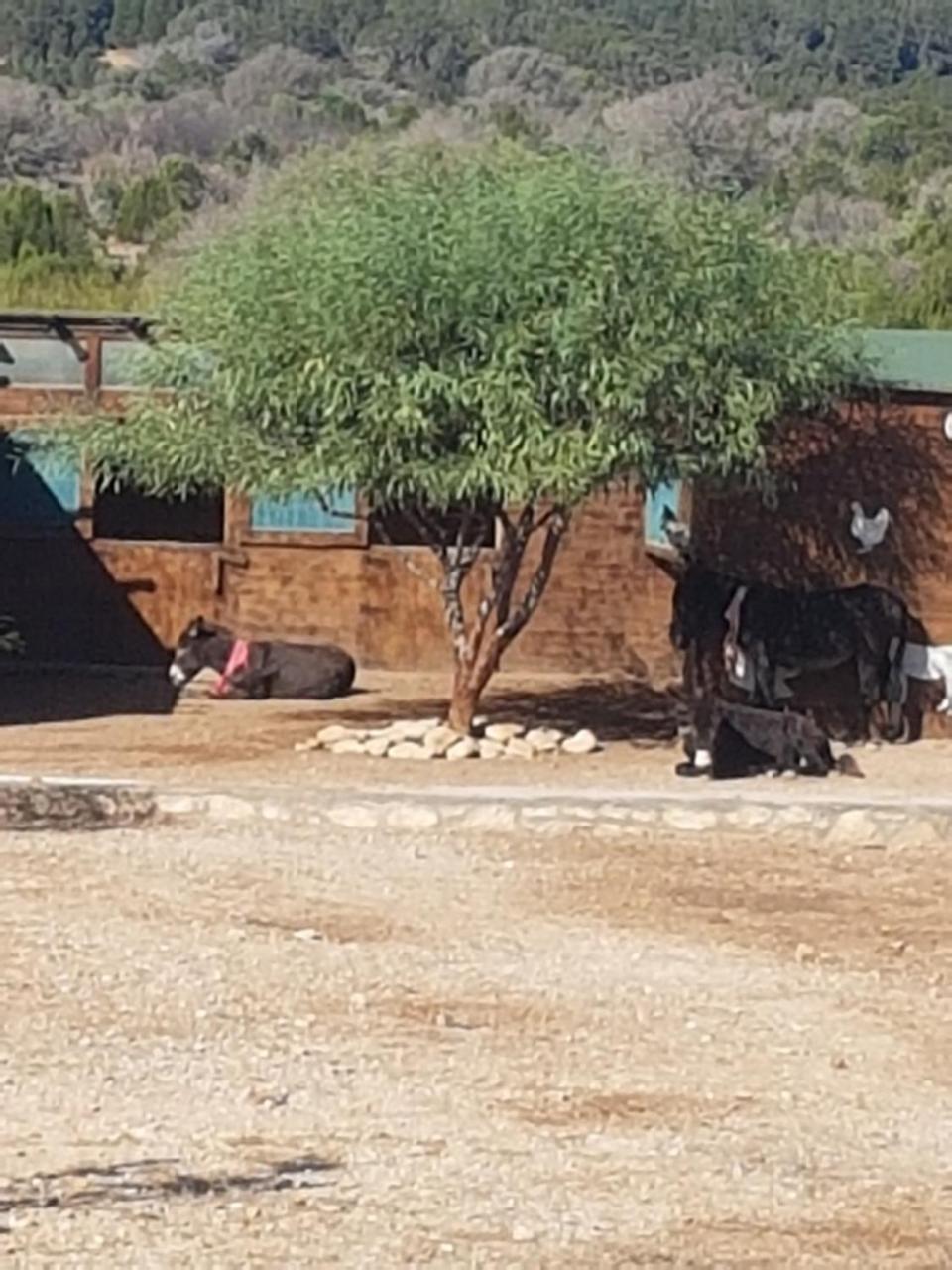 מלון La Maison אסאוירה מראה חיצוני תמונה